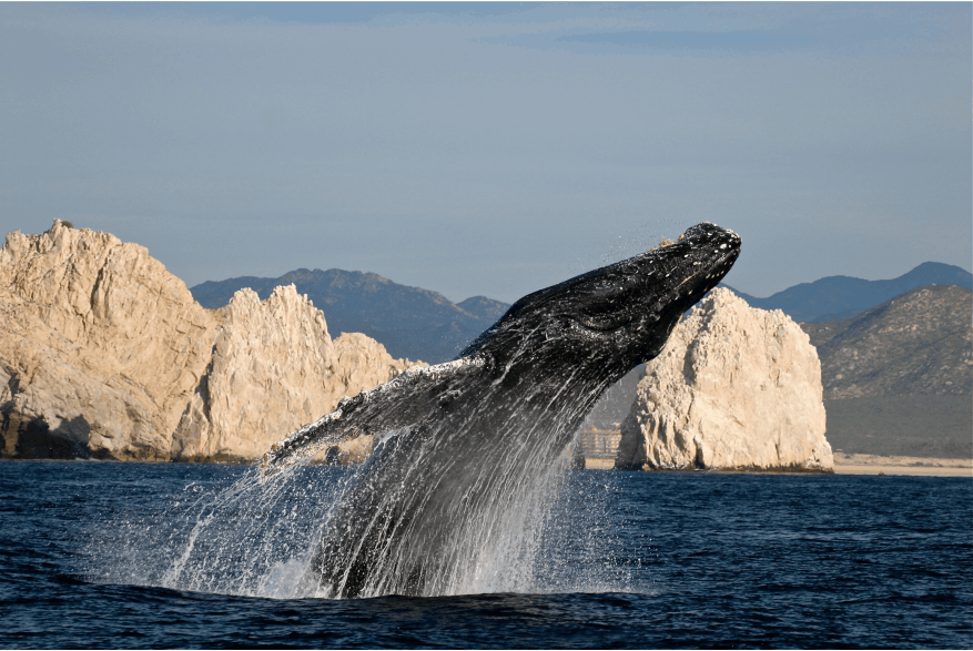whale breaching in los cabos